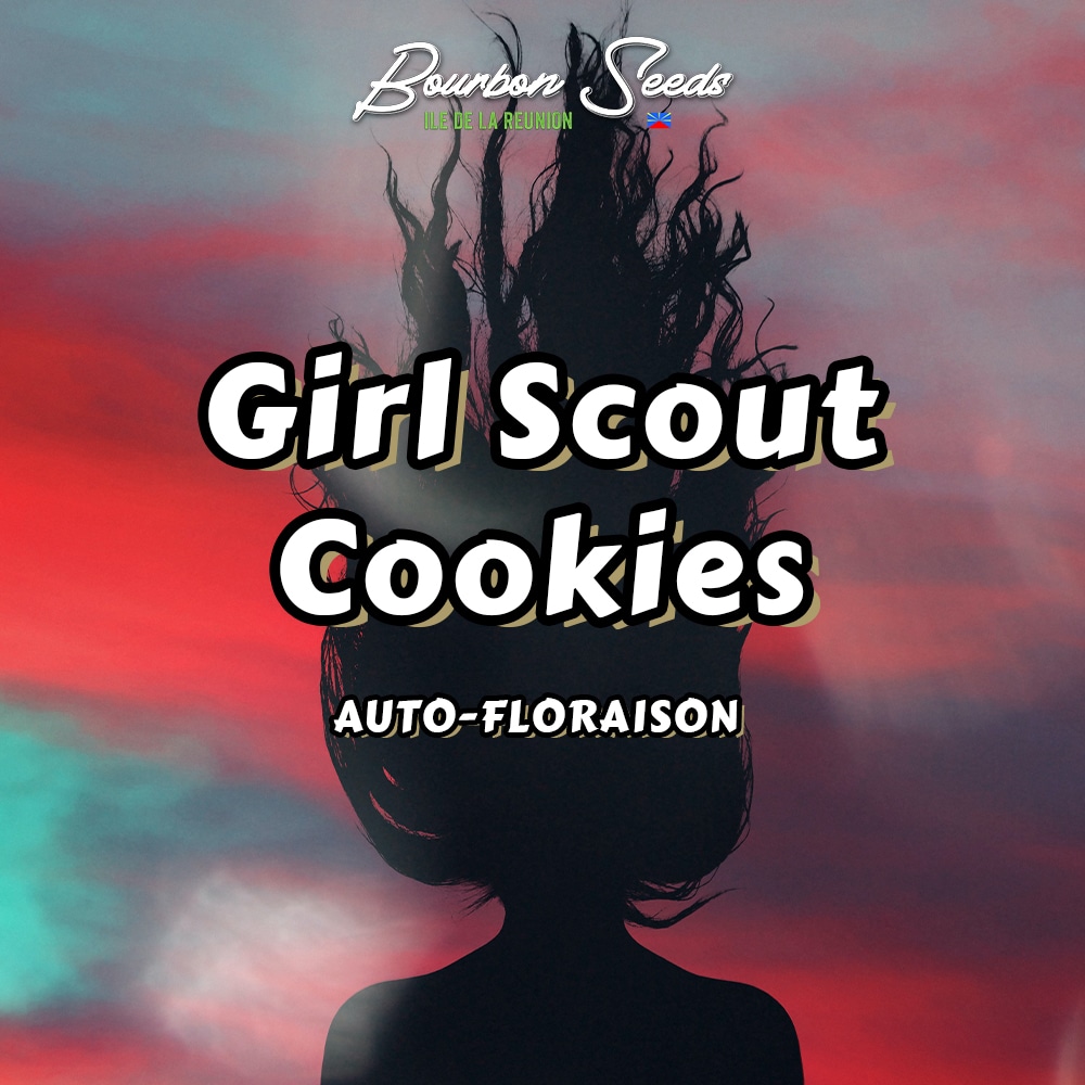 Girl Scout Cookies Auto Graine de Cannabis Bourbon Seeds